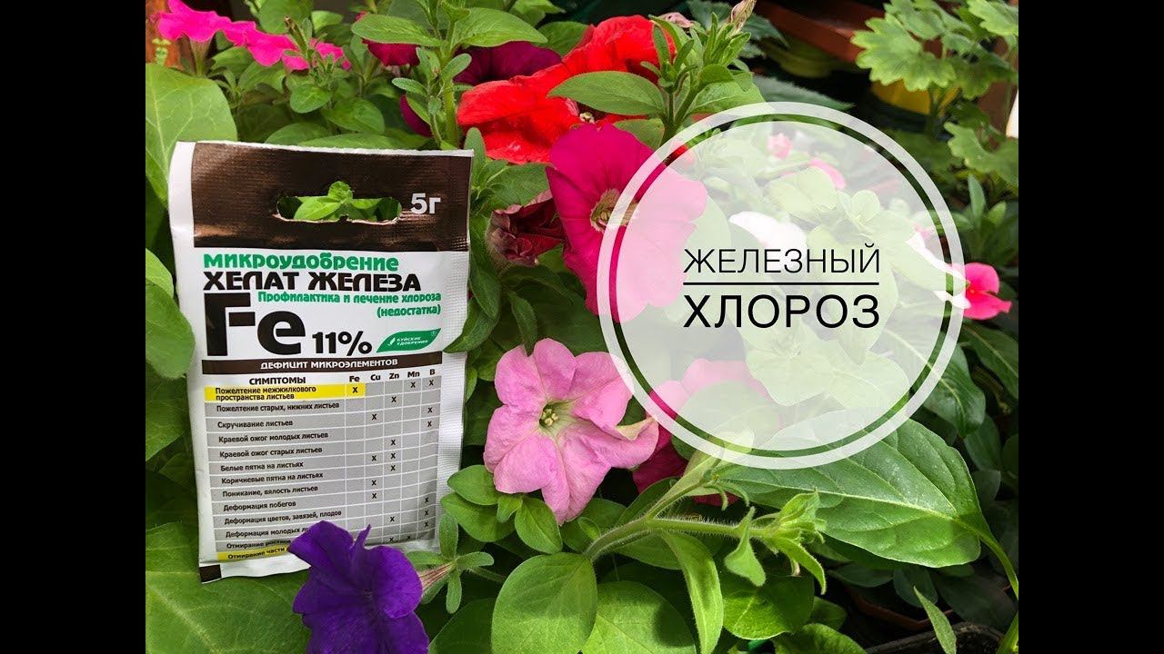 ВНИМАНИЕ - ХЛОРОЗ!!! Дачные сезоны с Мариной Рыкалиной