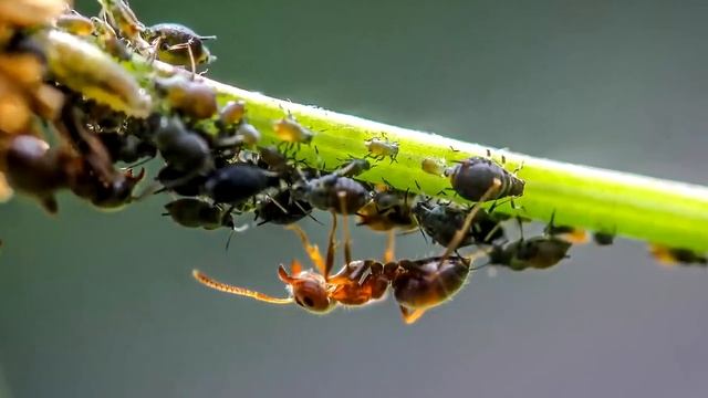 Я не верила но от муравьев помогло прямо на глаза! Муравьи исчезли сразу навсегда!