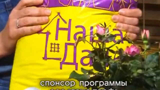 Правильно пересаживаем комнатное растение с грунтом "Наша Дача" смотреть онлайн