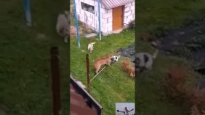 Пума напала на собаку