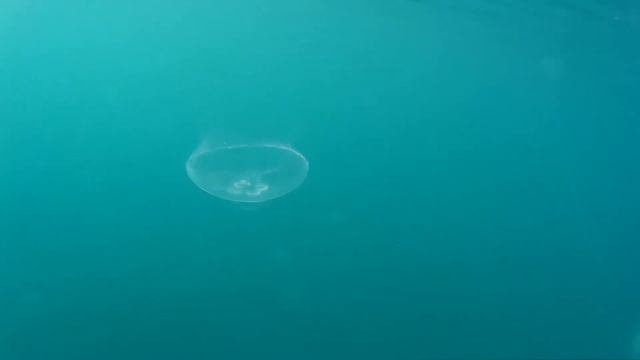 Медузы в Черном море смотреть онлайн