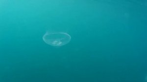 Медузы в Черном море