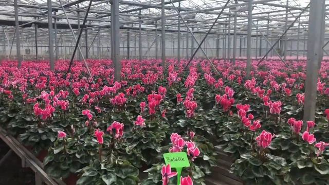 Van der Does смотреть онлайн