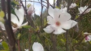 01.06.2022. Магнолия суланжа