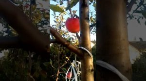 Сорт яблок Мантет.