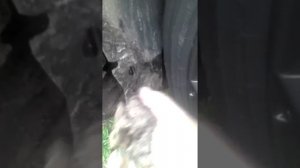 Шкода октавия тур.чистка брызговиков2
