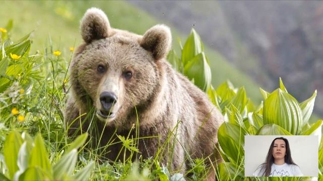 Опасные животные кавказа. смотреть онлайн