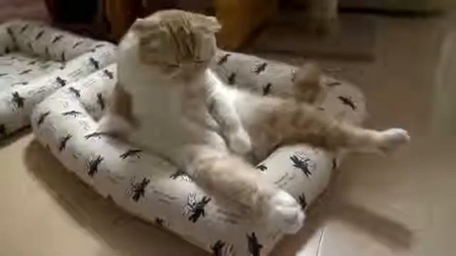 Кот ленивец смотреть онлайн