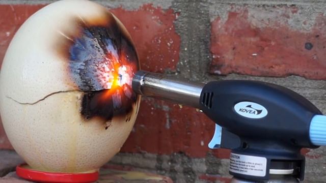 OSTRICH EGG VS GAS TORCH \ СТРАУСИНОЕ ЯЙЦО VS ГАЗОВАЯ ГОРЕЛКА смотреть онлайн