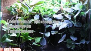Палюдариум с живыми растениями и лягушками. Террариумистика.