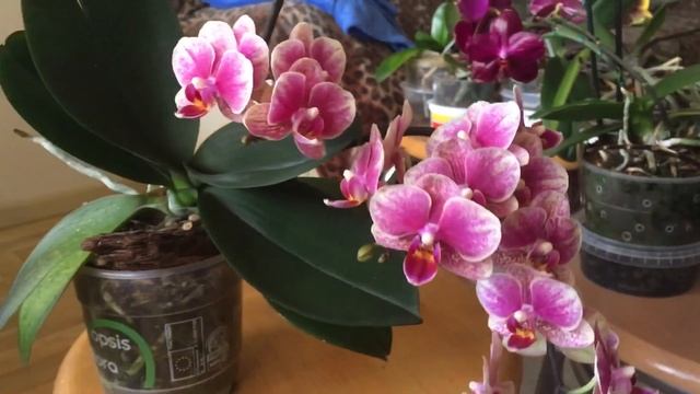 Заражение мучнистым червецом. Увы, с цветами придется расстаться. (24.06.23) смотреть онлайн