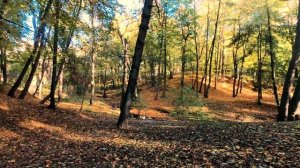 КАВАЛЕР кинг ЧАРЛЬЗ спаниель_КАКИЕ ОНИ?