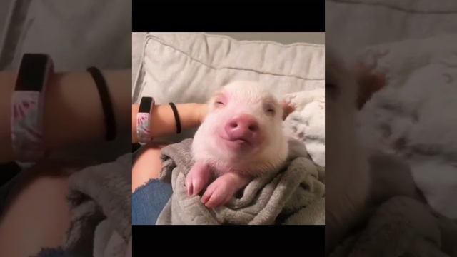 OMG this pig is so cute🐷#pig #pet #cutepets