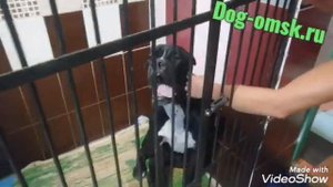 Кане корсо АРЧИБАЛЬД снова в приюте