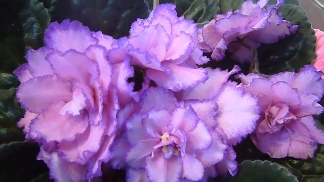 Футажи цветы Футажи фиалки 15 Красивые цветы Скачать бесплатно смотреть онлайн