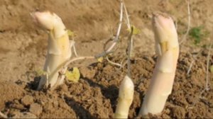 Посадка и выращивание спаржи на собственном участке