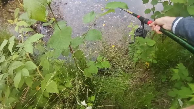 одним днем на болоте (озере) смотреть онлайн