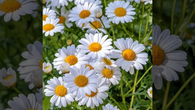 Сергей Одинцов (Букет) смотреть онлайн