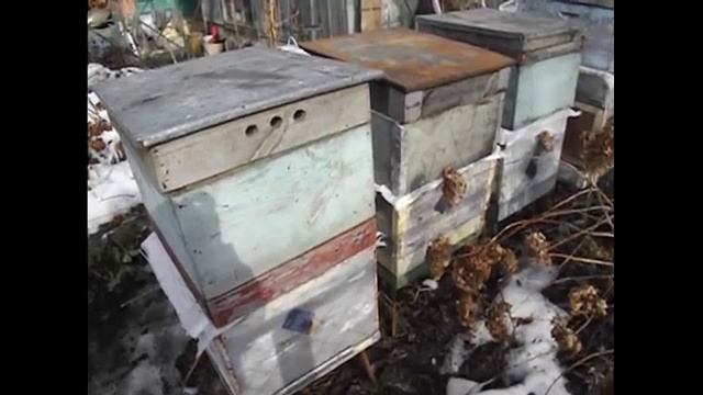 весна на пасеке - какие летки открывать пчелам весною ?