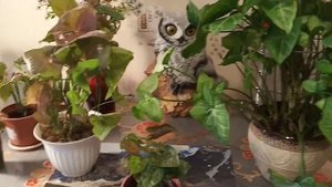 Сингониумы и антуриумы