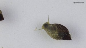 Аквариумные улитки. Большой обзор основных видов. Часть 1 из 2. // Clever Cricket