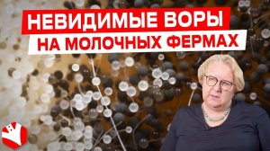 Что влияет на снижение удоев в хозяйствах? | Микотоксины и удои молока | Молочное животноводство