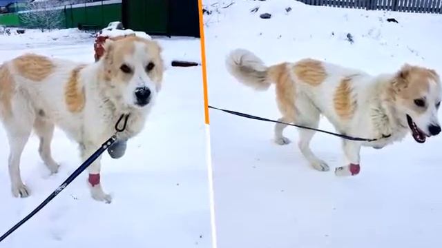 История: Самир. Молодой алабай потерял лапу смотреть онлайн