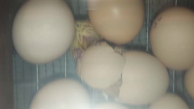 ЧУДО! Как вылупляются цыплята.