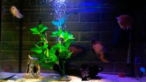 Астронотусы в аквариуме развлекаются!