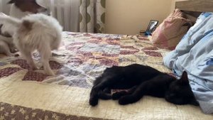 Джек-Рассел-терьер и котёнок 🥰