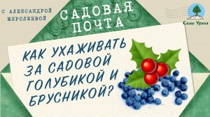 Садовая почта: Как ухаживать за садовой голубикой и брусникой. Выпуск 3