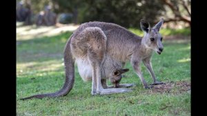 Звук кенгуру.Сумчатые млекопитающие