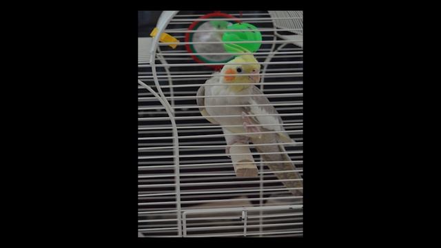 Наша Корелла? мальчик или девочка?! смотреть онлайн