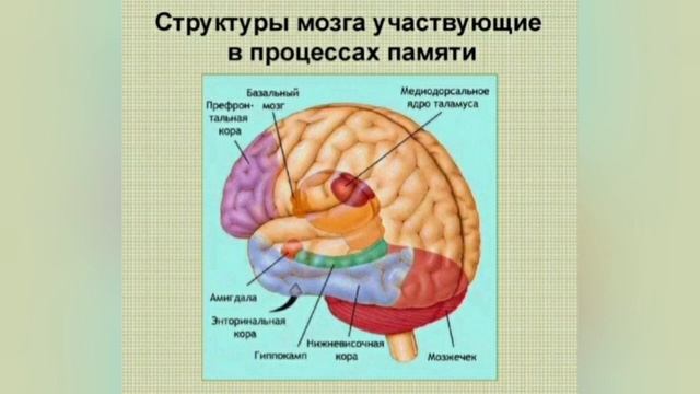 Разбор популярных упражнений для мозга и памяти. Как делать правильно?