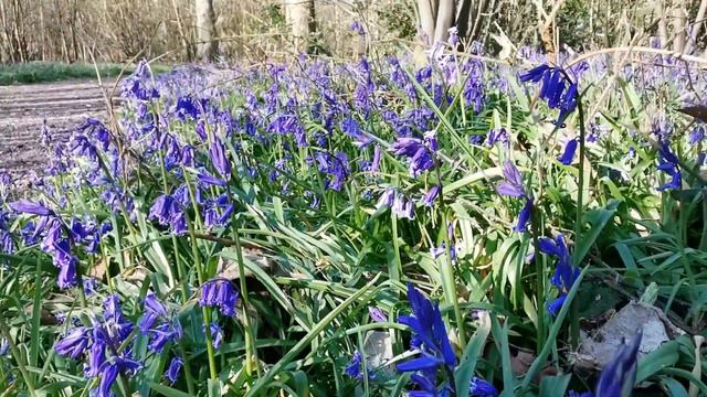 Bluebells #nature #plants #flowers #bluebell #parks смотреть онлайн