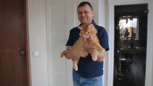 Рыжий мейн кун 3 месяца