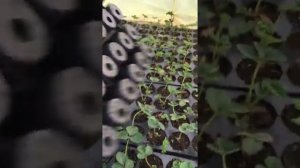 Рассада клубники в кассетах.