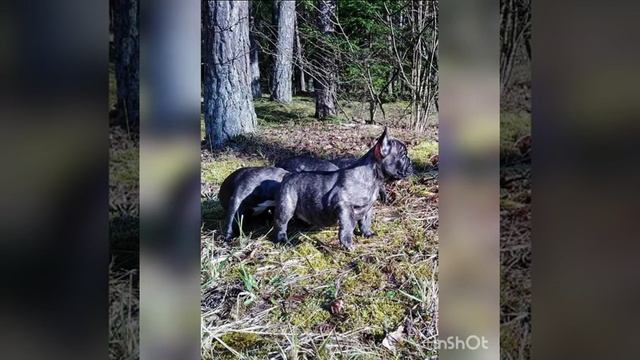 Первая прогулка малышей ? смотреть онлайн