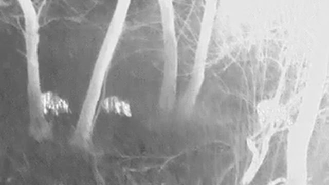 Guide TruckIR 50 Divlje svinje смотреть онлайн