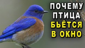 Почему птица бьётся в окно