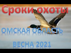 Сроки весенней охоты 2021 в Омской области.