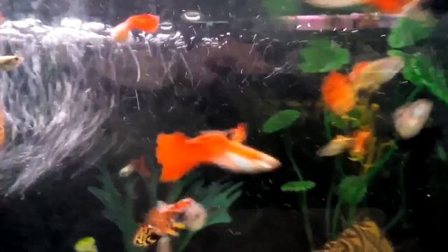 почему погибают гуппи (часть 2) смотреть онлайн