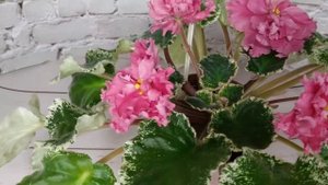 Шикарный Мак (Морев). Фиалки. Комнатные цветущие растения. Разведение и уход