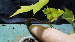 Бонсай из клена остролистного.Стиль фукинагаши. Мой телеграмм : https://t.me/yamadoriforever