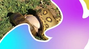 Первое Доказательство того, что Титанобоа До Сих Пор Существует