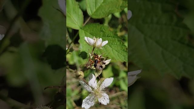 Утончённая лептура / Насекомые Беларуси