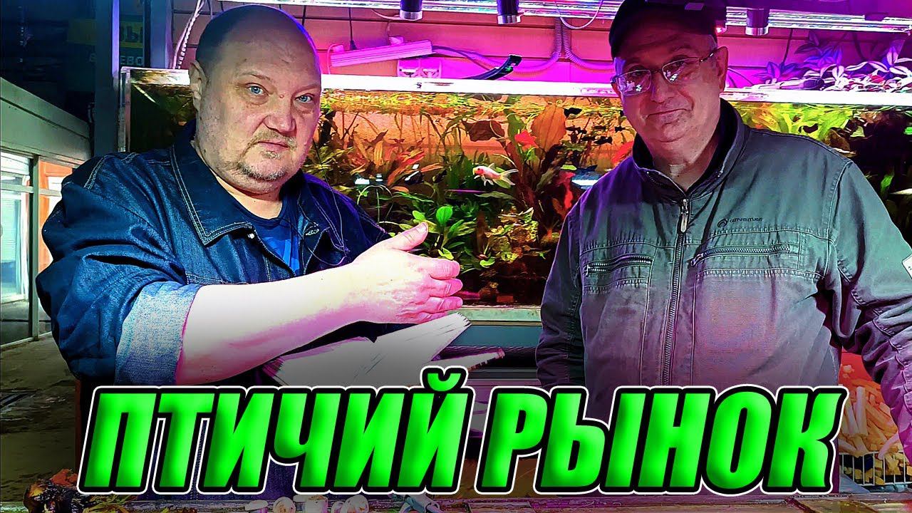 Птичий рынок Садовод. Цены на аквариумных и речных рыбок. Май 2023