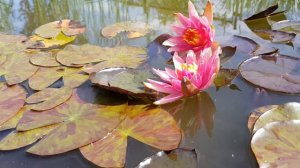 нимфея Little Sue (Nymphaea Little Sue)