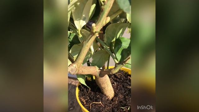 ????‼️ дорогие друзья‼️ Вашему вниманию видеообзор: лимон вариегатный Эврика Пинк. смотреть онлайн