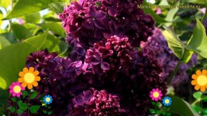 Сирень обыкновенная Анна Шиач. Краткий обзор, описание характеристик syringa vulgaris